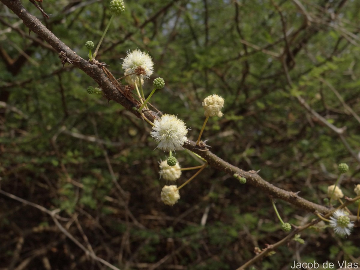 Vachellia planifrons (Wight & Arn.) Ragup., Seigler, Ebinger & Maslin